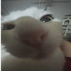notniki755